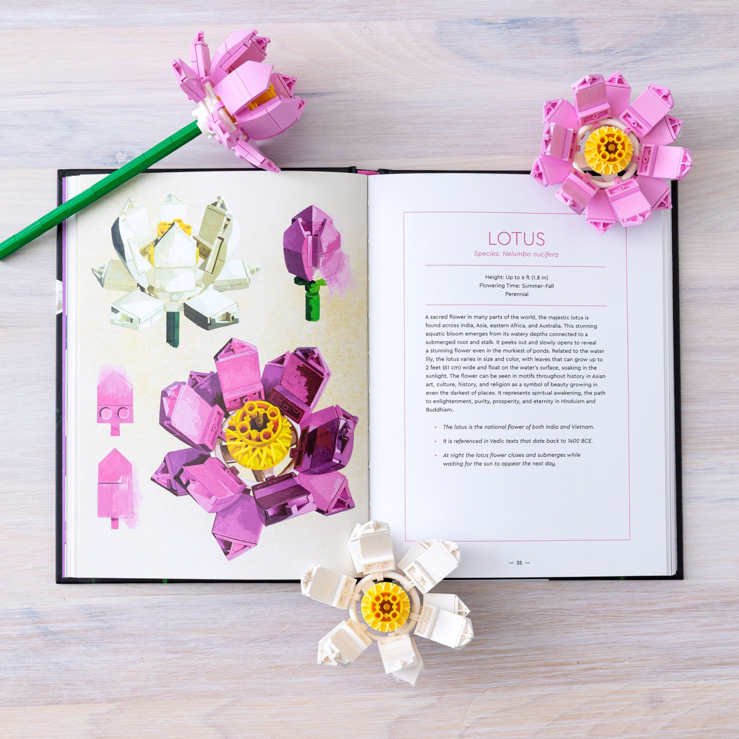 Botanical Almanac — Afbeelding 7