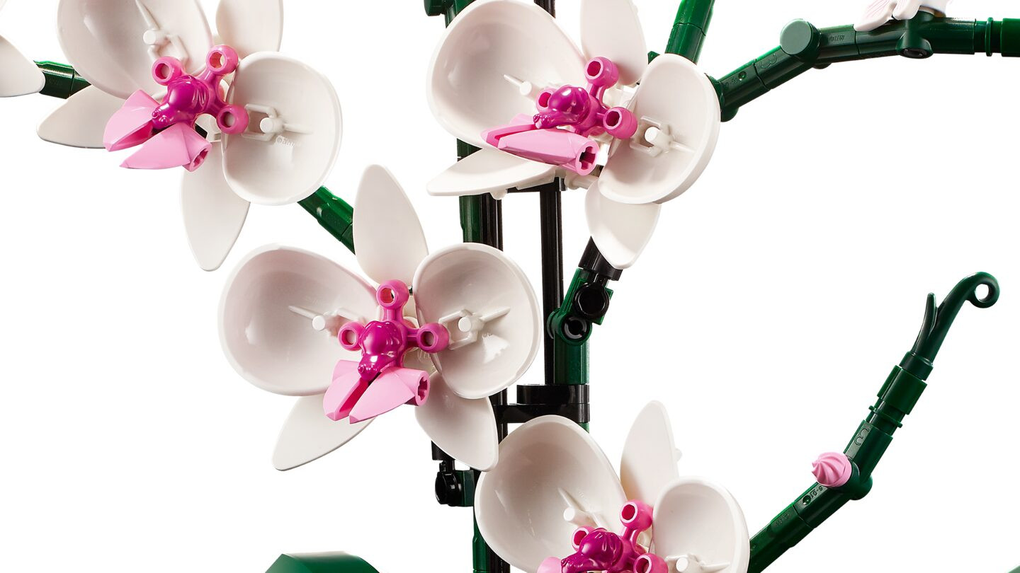 Orchidee — Afbeelding 4