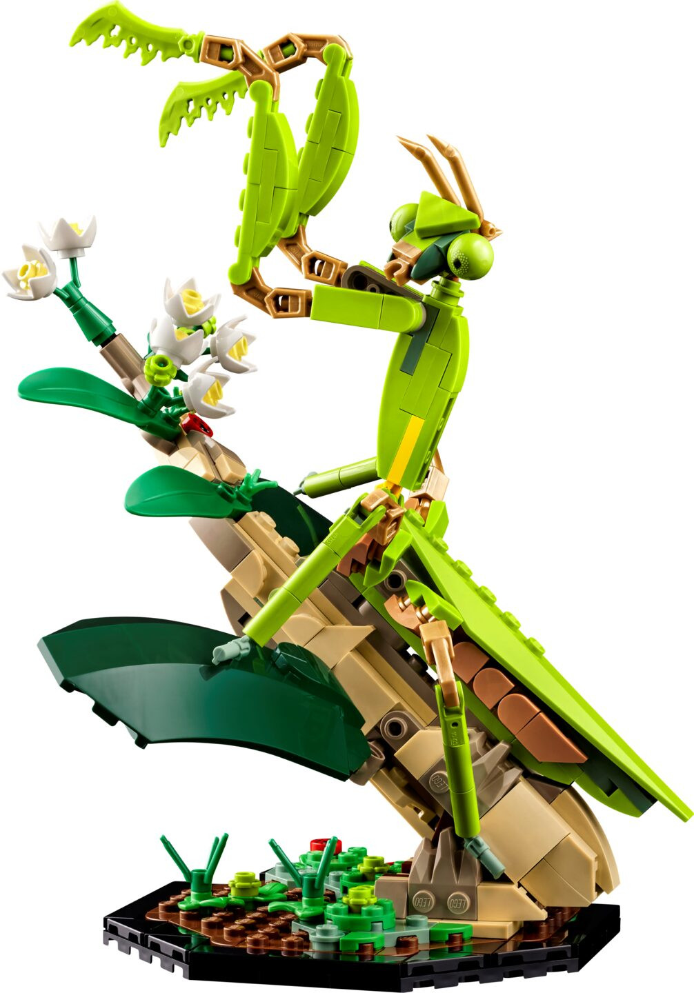 De insectencollectie — Afbeelding 4