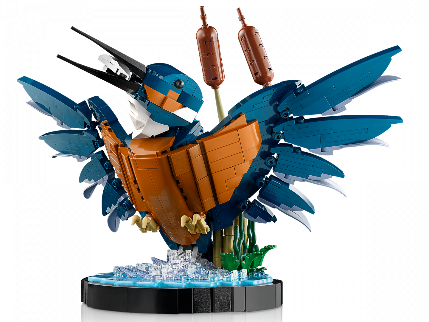 IJsvogel — Afbeelding 4