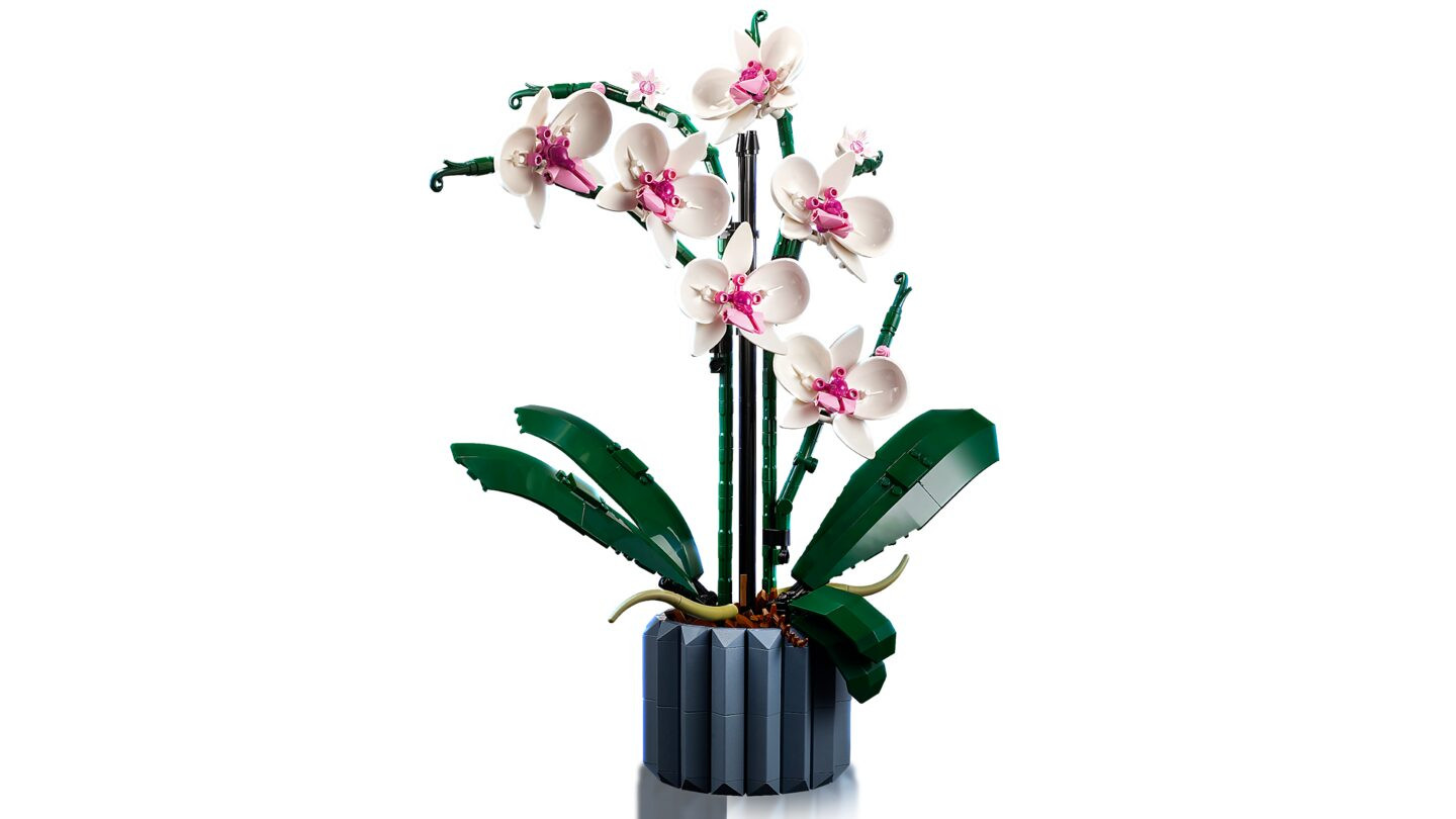 Orchidee — Afbeelding 3