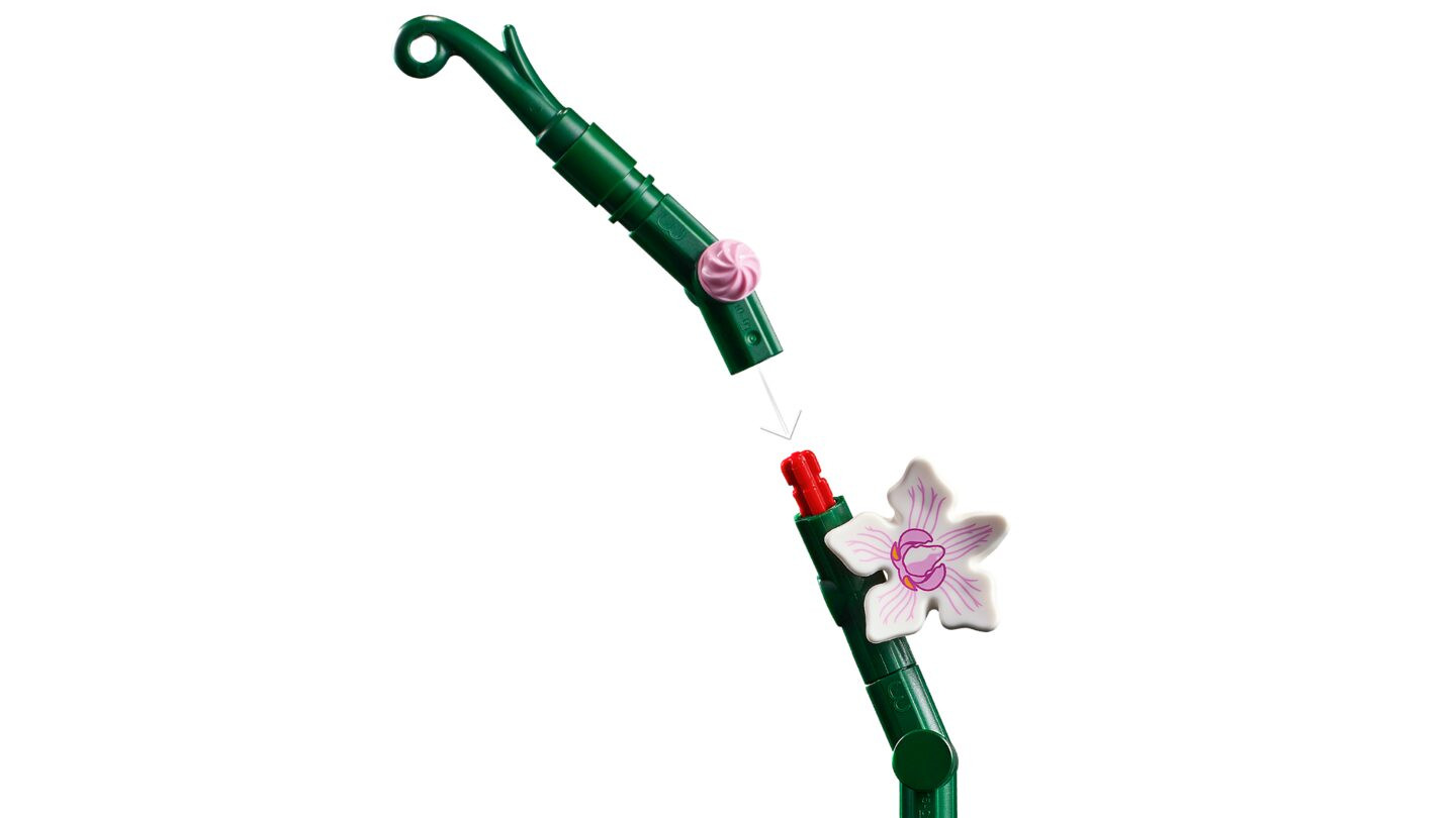 Orchidee — Afbeelding 5