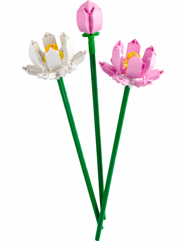 Lotusbloemen