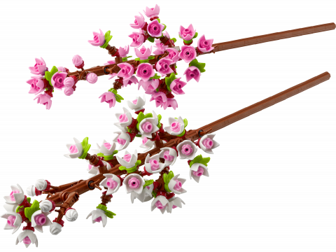 Kersenbloesems